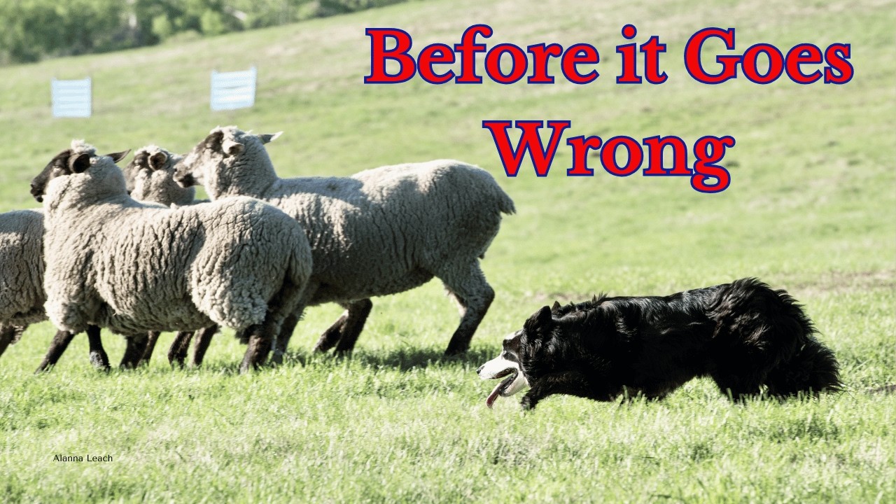 Как научить пастушью собаку работать на правильном расстоянии от овец