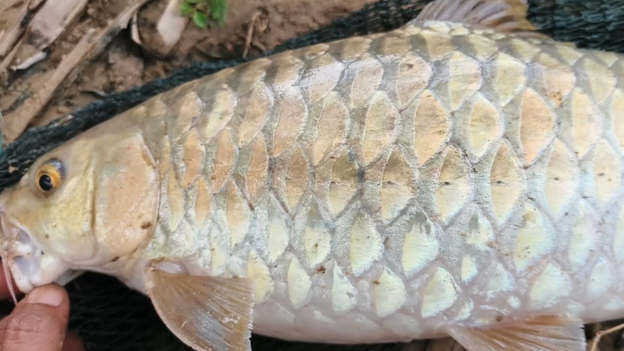 MANCING IKAN:TAK PERLU PERGI KELANTAN NAK CARI EMAS 😱 SINI PUN ADA EMAS BERKILAT????? 😱😱😱😱