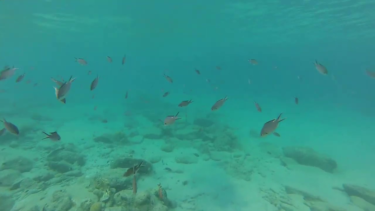Bonaire snorkelen 2023