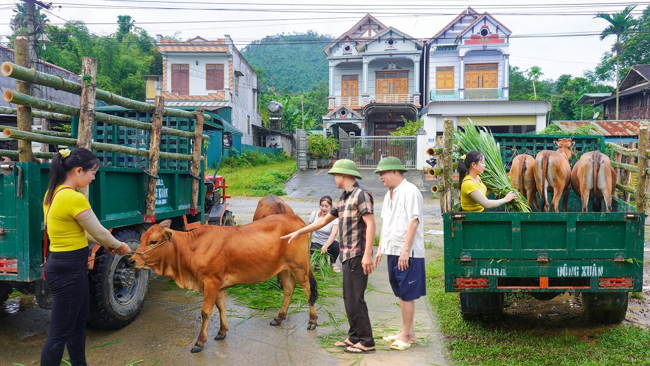 Use Truck Transport Cows Go To Countryside Market Sell - Truck Driver Girl | Daily Farm