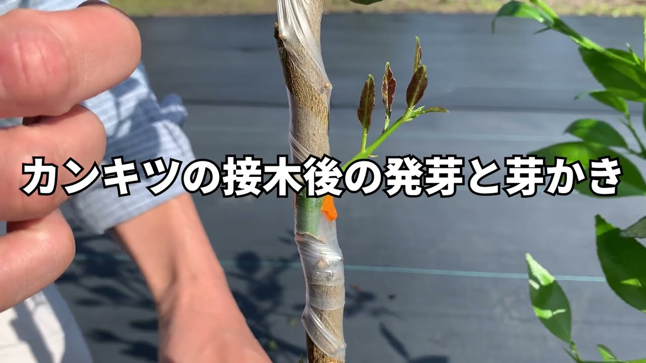 ③カンキツの接木後の発芽と芽かき【東京都島しょ農林水産総合センター】