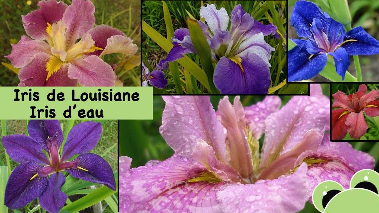 Les iris de Louisiane