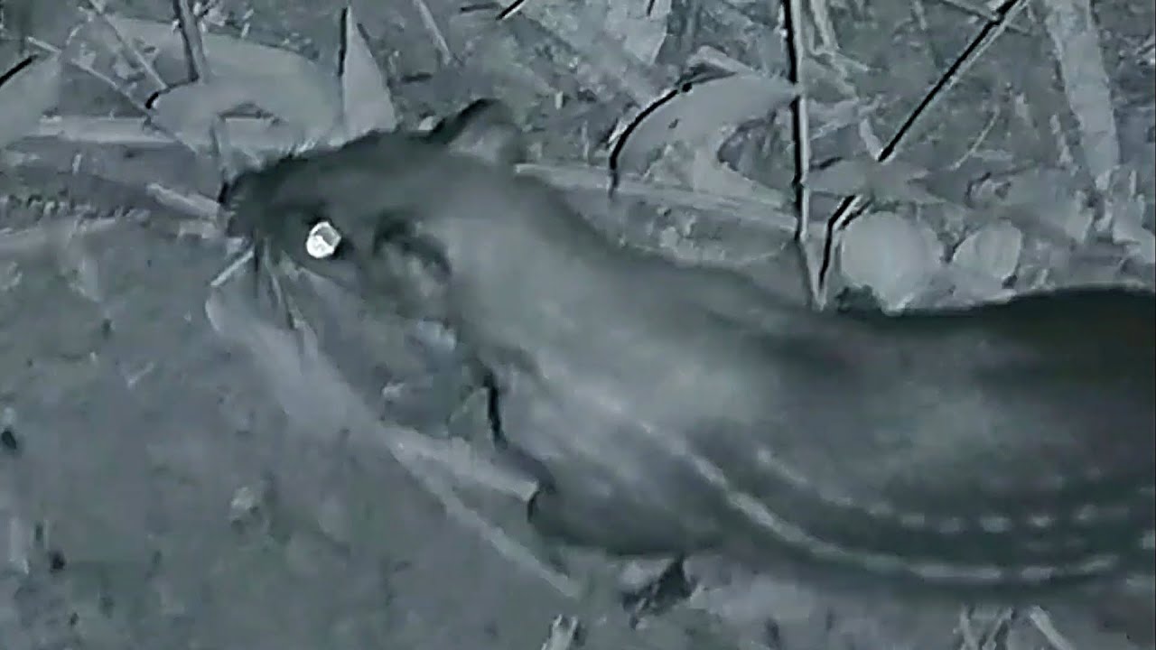 Melhores abates de paca na visão noturna, estas foram as caçada que deram certo.
