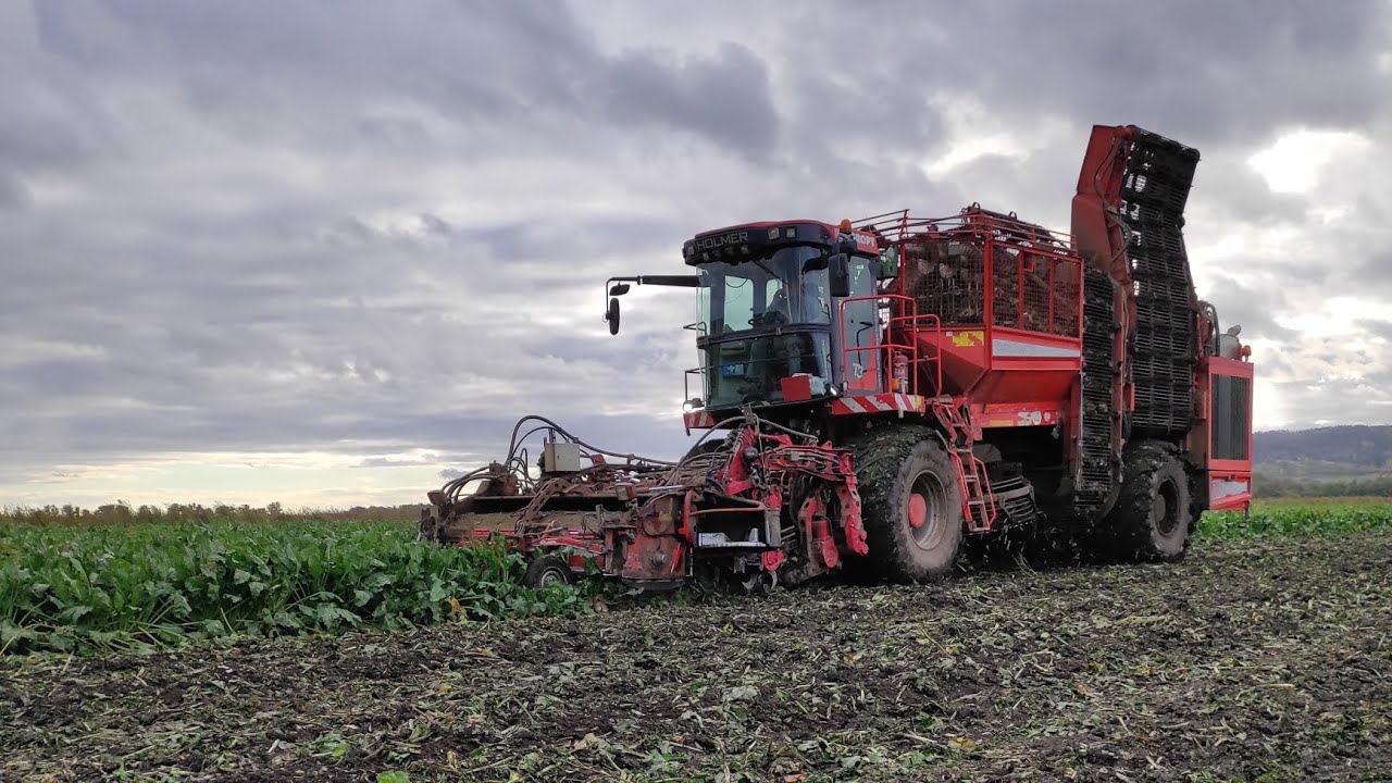 Řepa 2022 (Holmer)