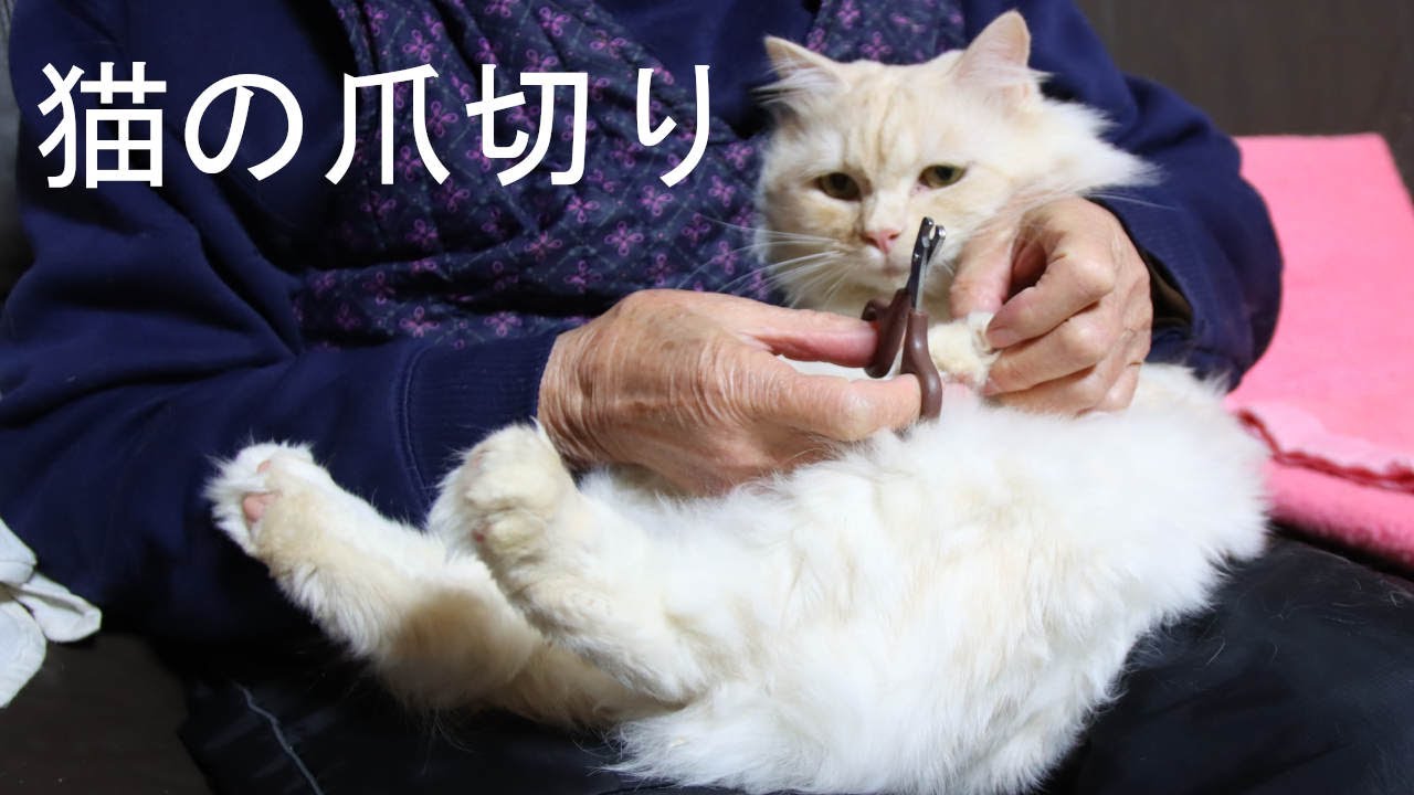 猫たちのの爪切り　Clipping a Cat's Claws　210307