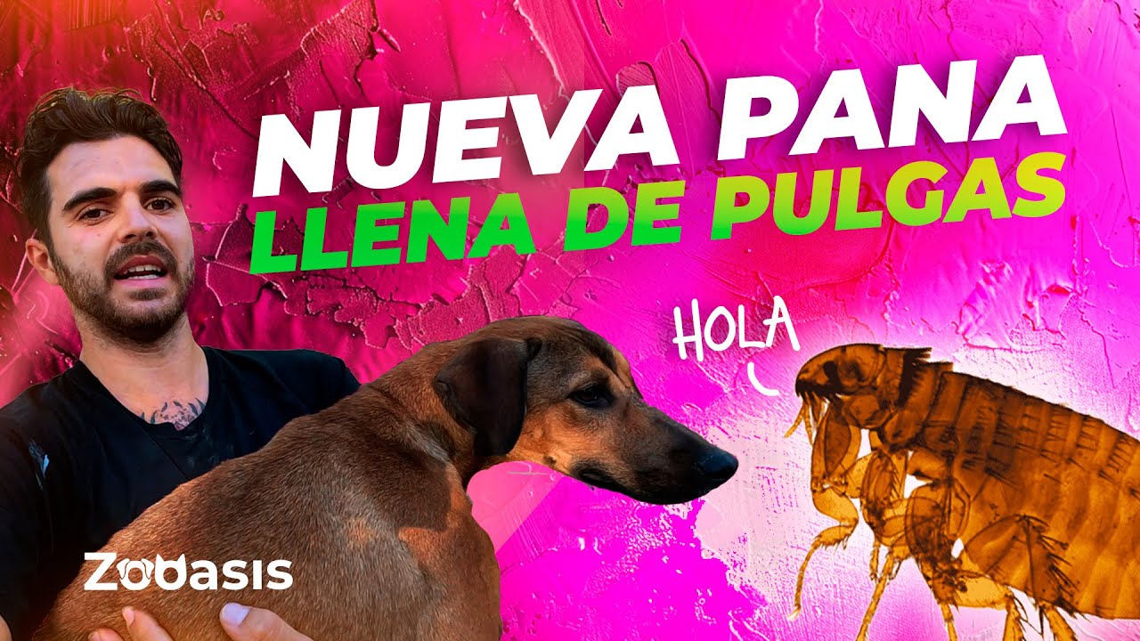 Perrita abandonada con pulgas llega a un Refugio de animales #rescate #noabandones