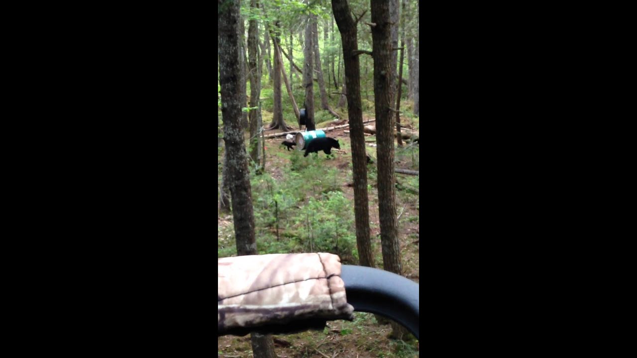 Bear hunting close call. 2015