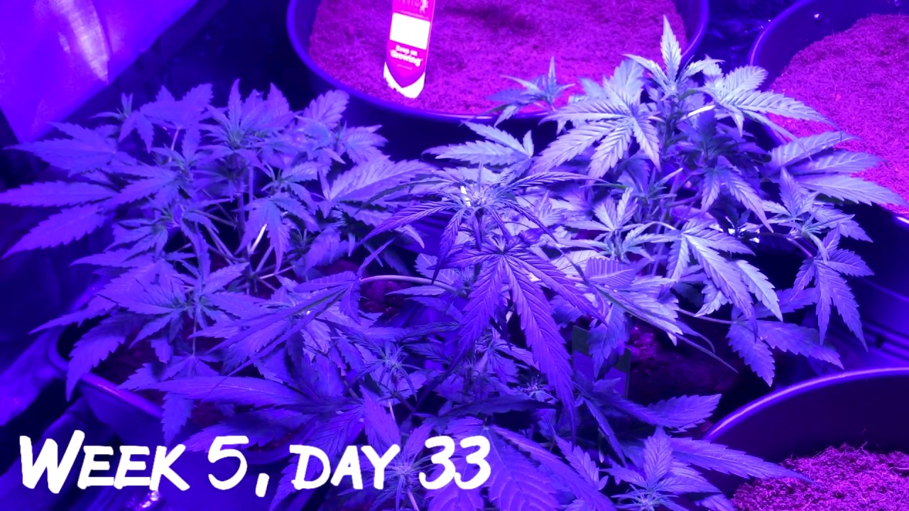 Sensi Skunk Autoflower Day 33