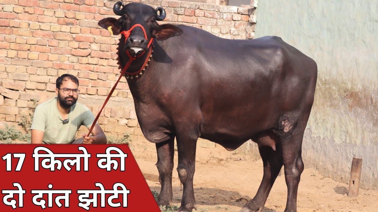 17 किलो दूध की दो दांत झोटी के साथ, ताजा ब्याई दो भैंसे एक ही जगह | Kodan Dairy Farm (7982838313)