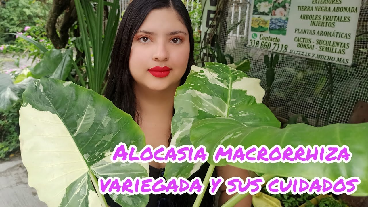 COSAS QUE NO SABIAS SOBRE EL CUIDADO DE LA ALOCASIA MACRORIZO VARIEGADA¦LIZZ Y SU VIVERO 🌱🌿😱