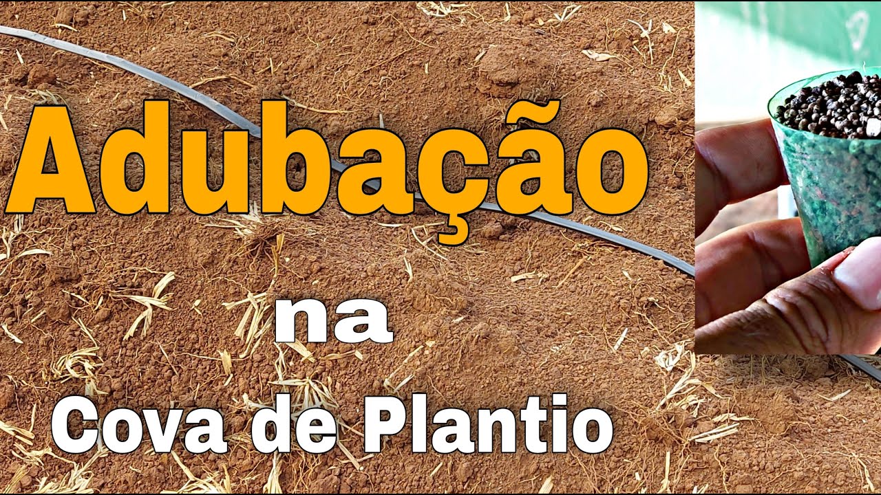 COMO É FEITA A ADUBAÇÃO NA COVA DE PLANTIO