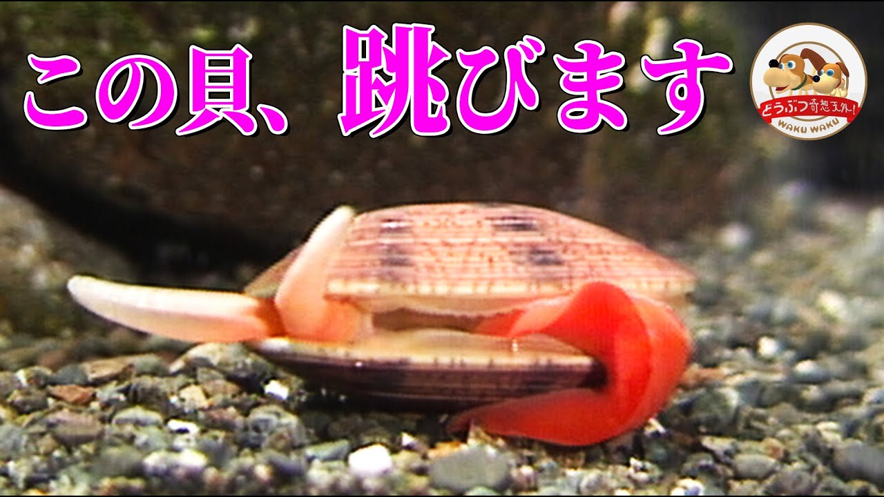 【衝撃】貝がジャンプする瞬間を撮影！アワビやホタテも歩いたり泳いだり…さまざまな貝の移動方法【どうぶつ奇想天外／WAKUWAKU】