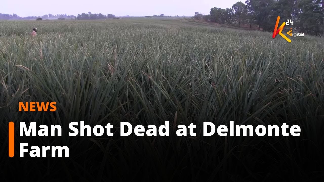 Tension in Gatanga as Man Shot Dead at Delmonte Farm Over Alleged Pineapple Theft