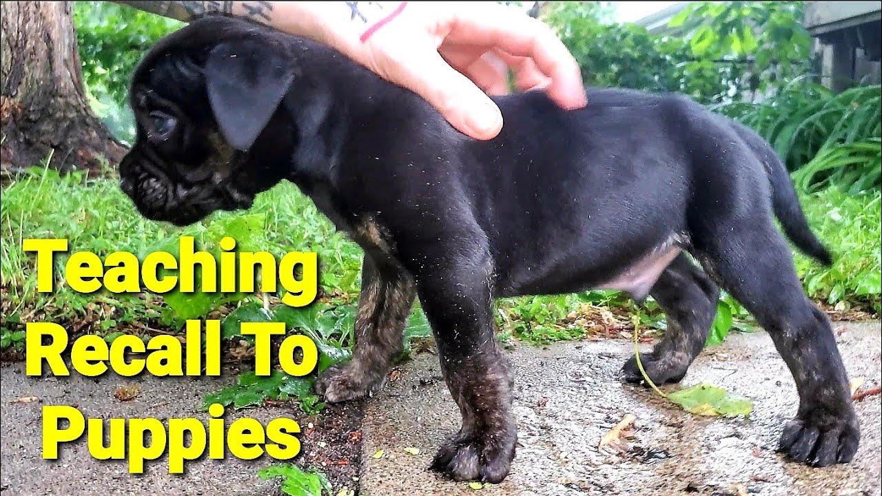 Teaching Recall To Puppies - How I Do It