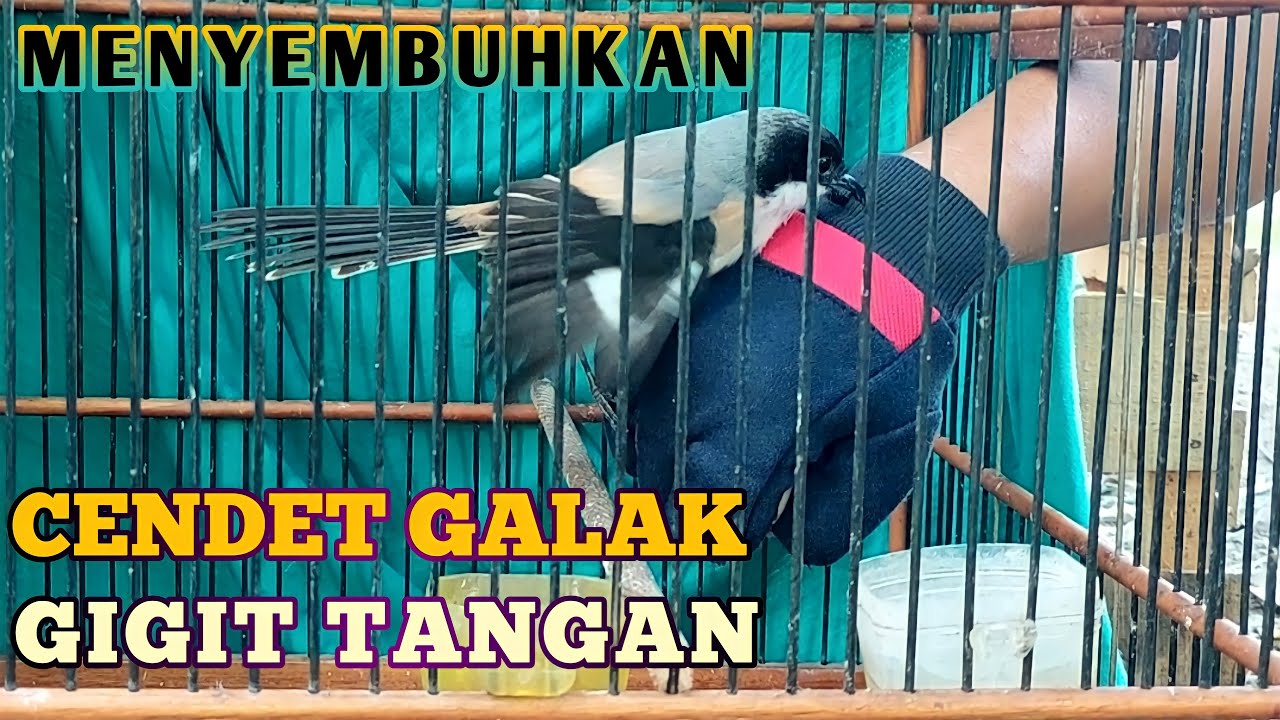 CENDET GALAK GIGIT TANGAN MATUK TANGAN CARA MENGATASI CENDET MONTING || UKJ