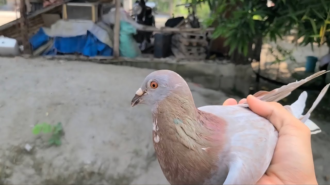 From cage to loft #loft #birds #pigeon #house