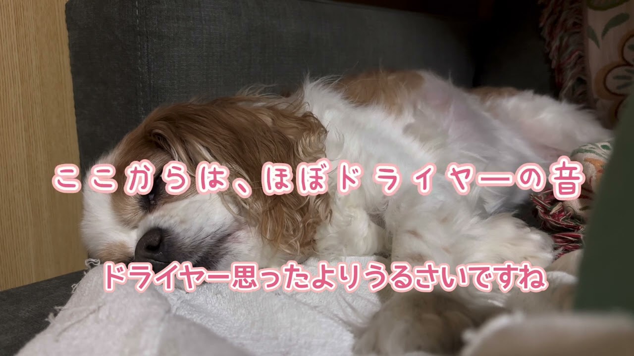 ペリーさん寝てます