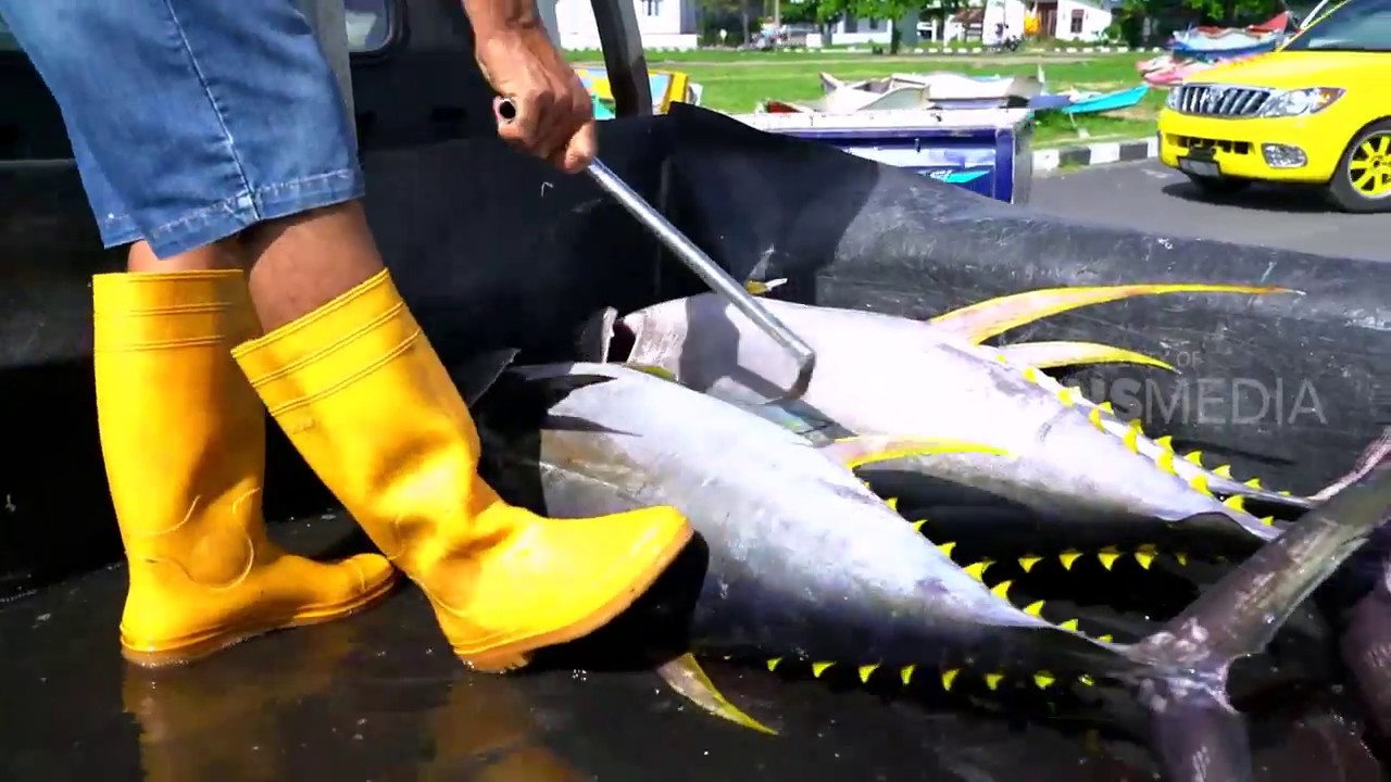 BITUNG, SENTRA TUNA SE-ASIA