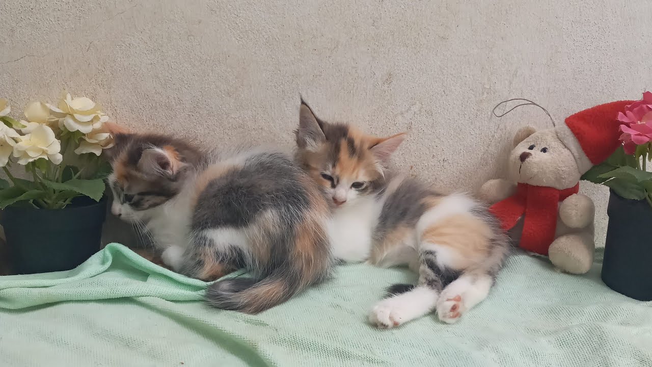 Cats & kittens are 838 & 747 & 673 & 590 & 489 & 472 & 424 & 348 & 233 & 195 & 95 & 255 &189 &87&53d