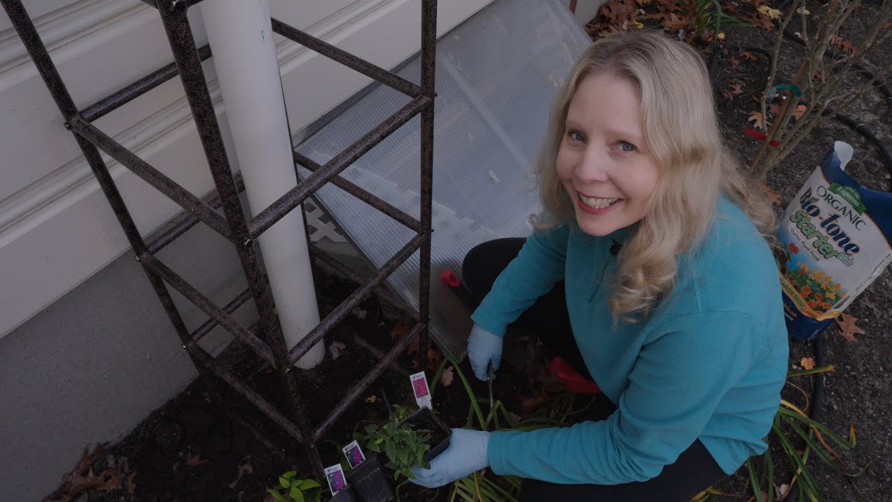 Clematis Planting: Jackmanii Superba, Tekla, and Charmaine