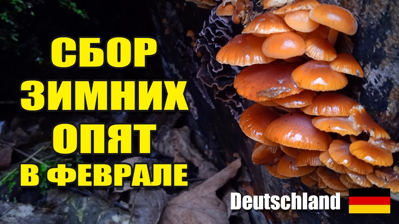 ЗА ФЛАММУЛИНАМИ в ФЕВРАЛЕ. Поиски зимних опят