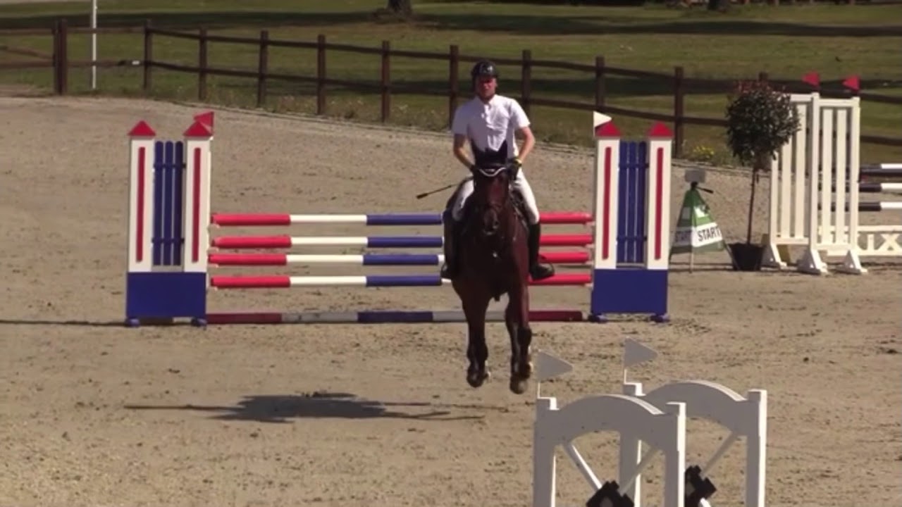 6 y old gelding by Lordanos x As di Villagana