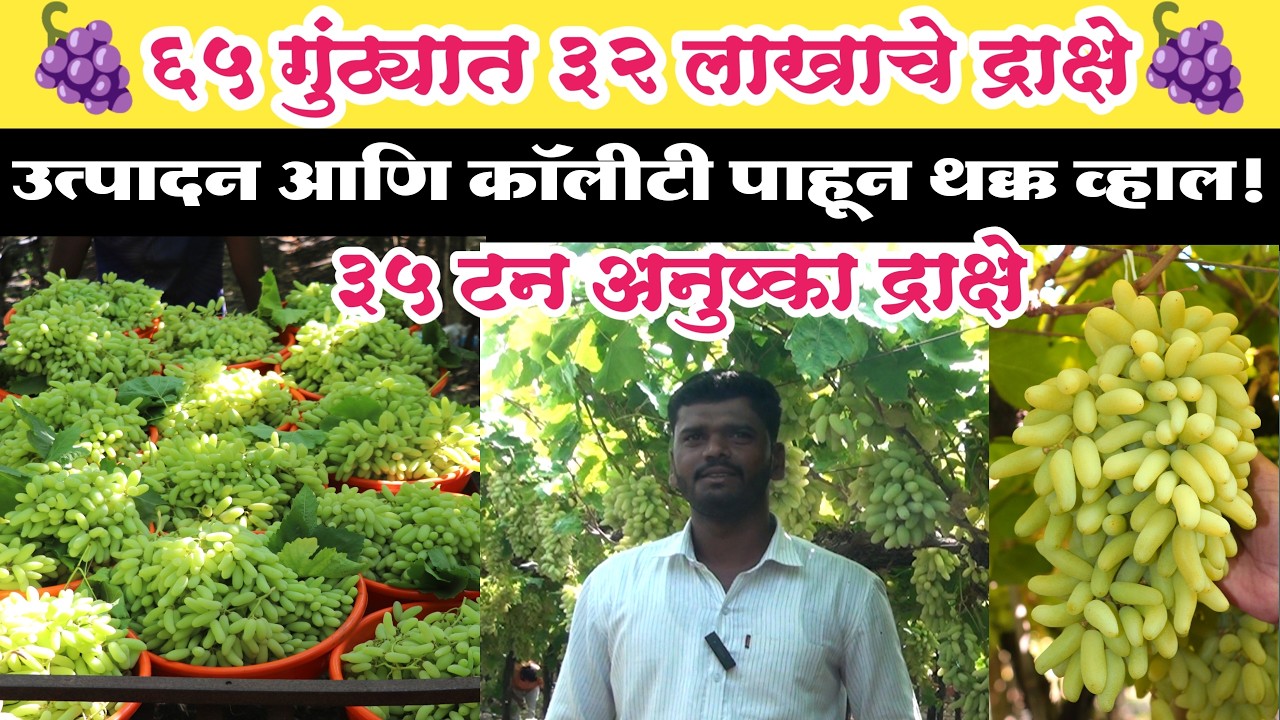 ६५ गुंठ्यात ३२ लाखाचे द्राक्षाचे उत्पन्न । ३५ टन अनुष्का द्राक्षे । अनिल तेली या शेतकऱ्याची किमया