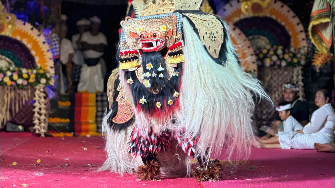 Becik Niki, Masih Kecil Sudah Pintar , Barong Ket Ring Pura Dalem Gede Kutuh Ubud