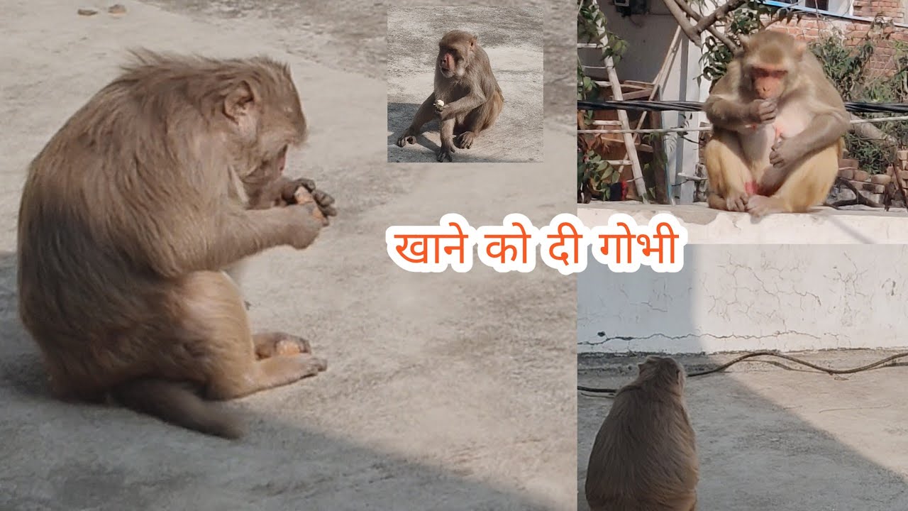 Bandar Ko Di Gobhi !!  छत पर बंदरों को दिया खाना !!
