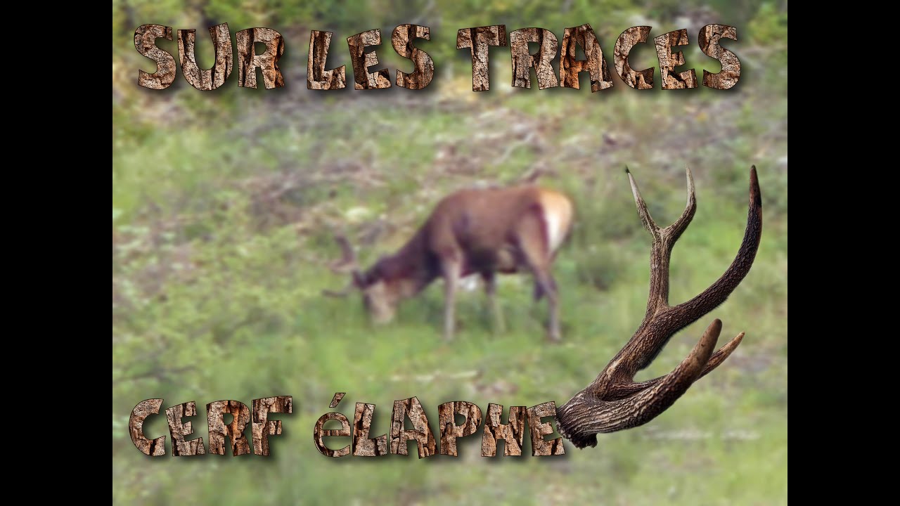 Sur les traces du cerf élaphe, je trouve des bois!!!  