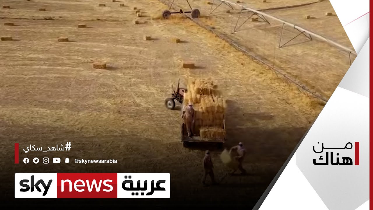 زراعة القمح في الكويت.. وقصة تجربة رائدة وتحديات | #من_هناك