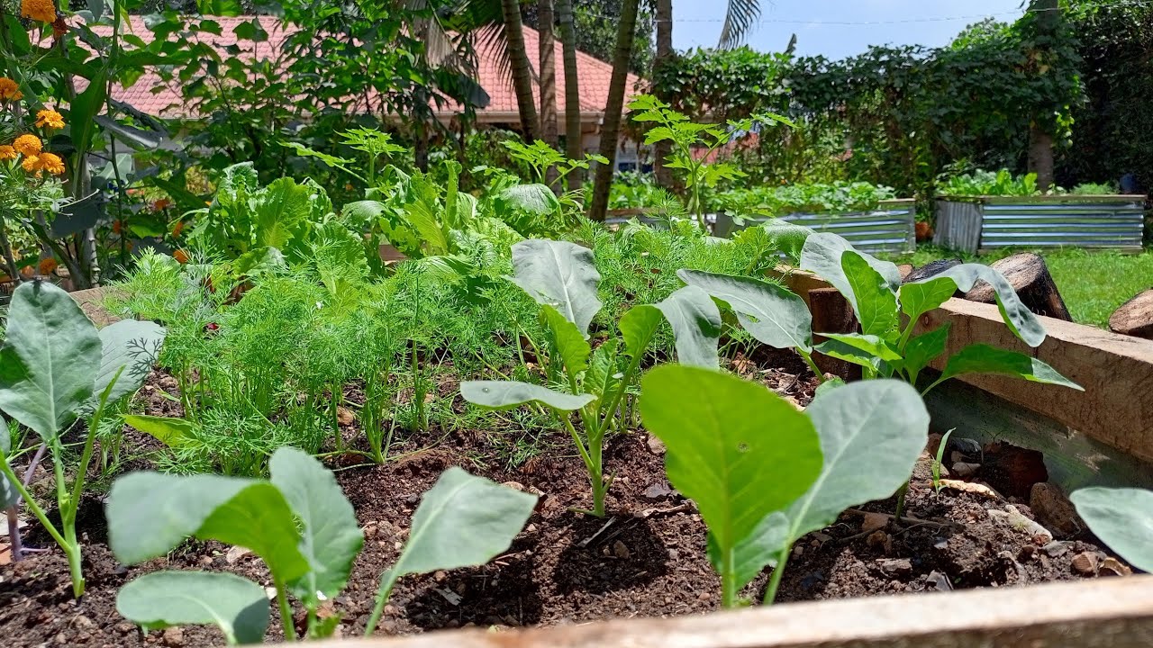 A Tour Of The Raised Bed Gardens # Urban Farming In Uganda🇺🇬
