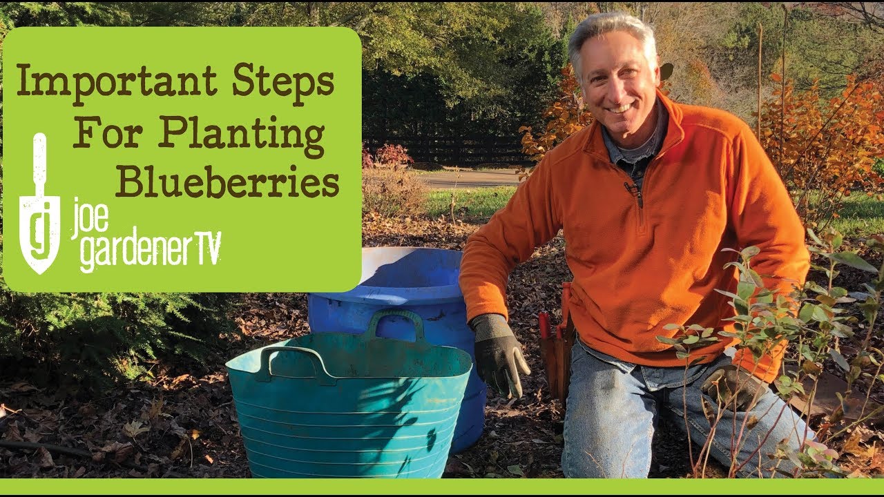 Blueberries - Important Steps to Plant & Grow Successfully
