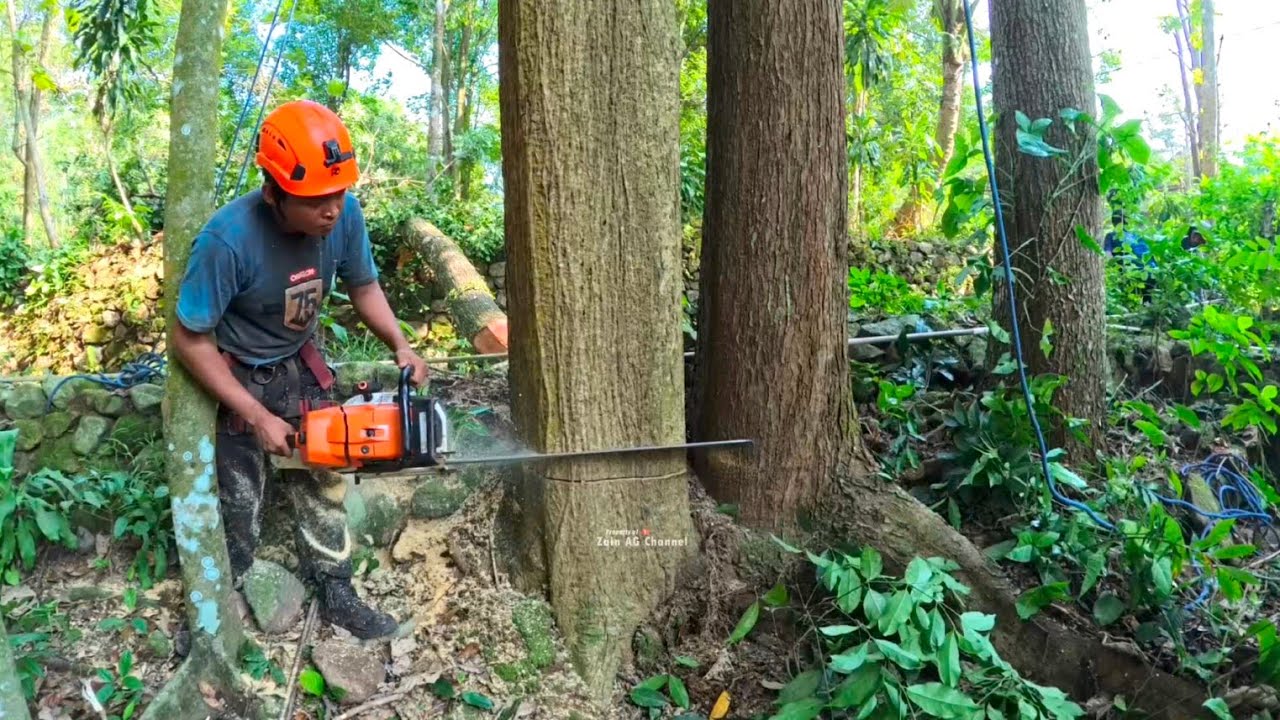 Towering High..‼️ cut down 3 mahogany trees in a row - stihl ms 212