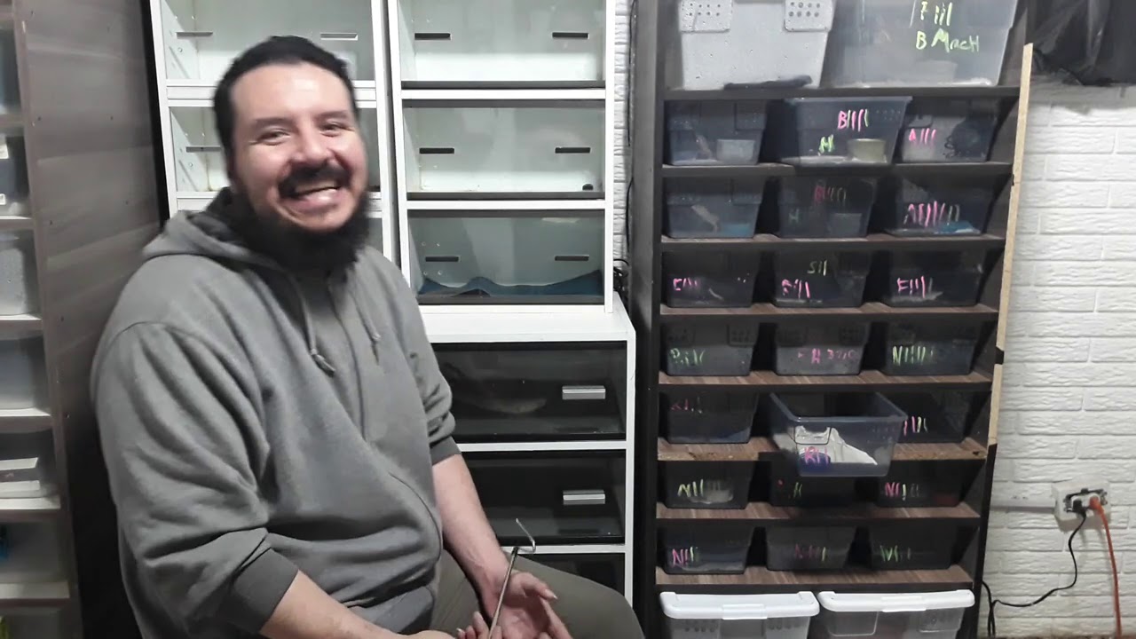 Tecnica de manipulación positiva en serpientes agresivas (Evita mordidas)