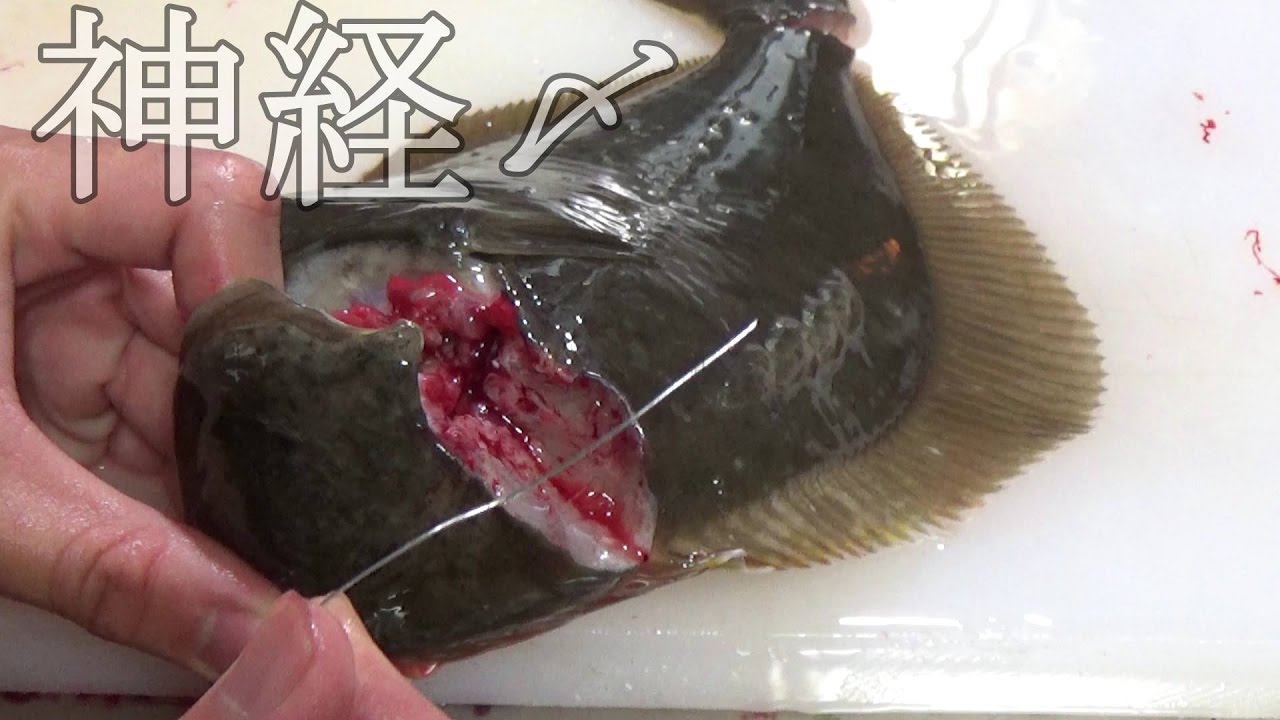 【閲覧注意】いきてるカレイの神経に『ハリガネ』をぶっ刺した結果【カレイの絞め方】