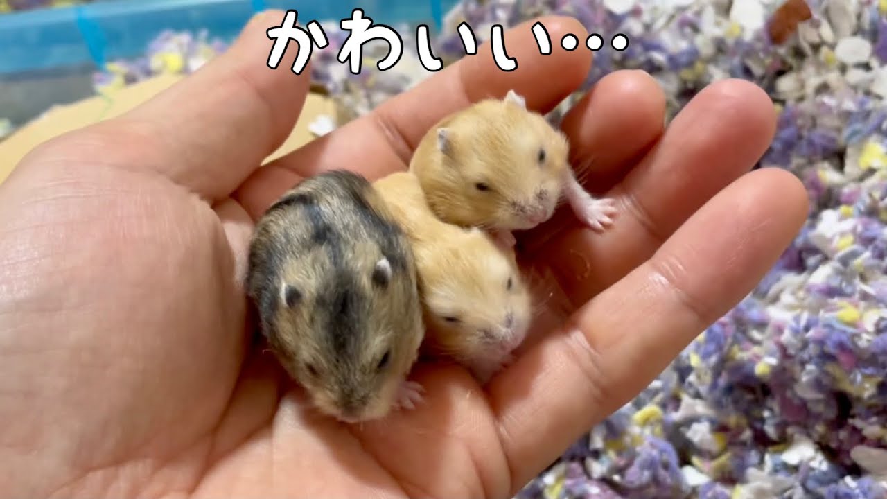 赤ちゃんハムスター手に乗せてみた【ジャンガリアン】