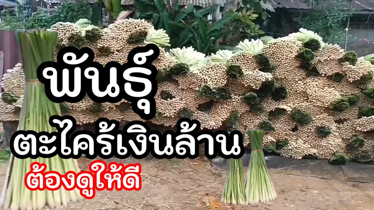 ep 71ตะไคร้ลำแก่นปลูกตะไคร้ขายต้นต้องเลือกพันธุ์ให้ถูกที่ตลาดต้องการ