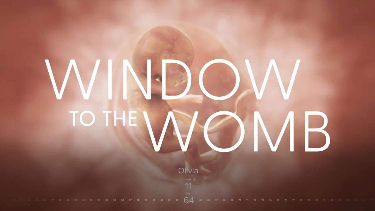 Amazing Timelapse of EVERY SINGLE DAY of a Child&rsquo;s Development in the Womb | Window to the Womb