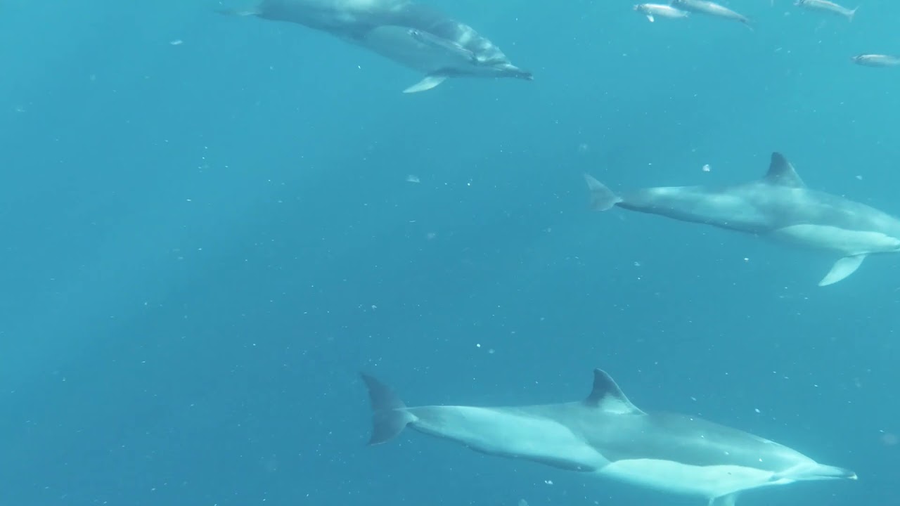 Delfines nadando - Animales marinos - Sonidos de animales