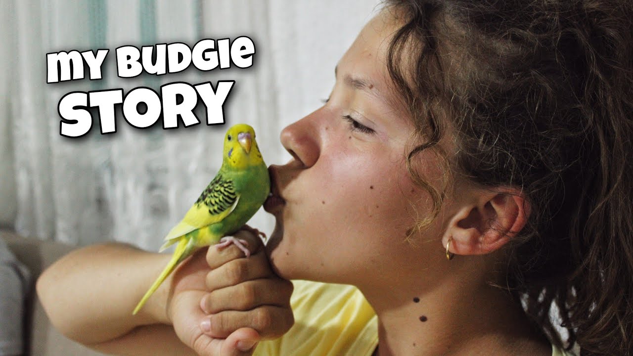 My Budgie Story (2017/2020)