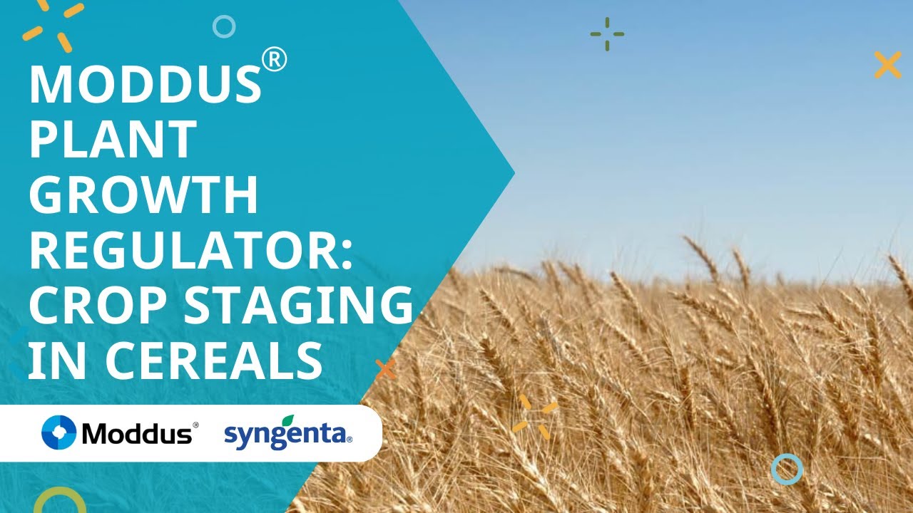 Moddus® plant growth regulator: Crop staging in cereals