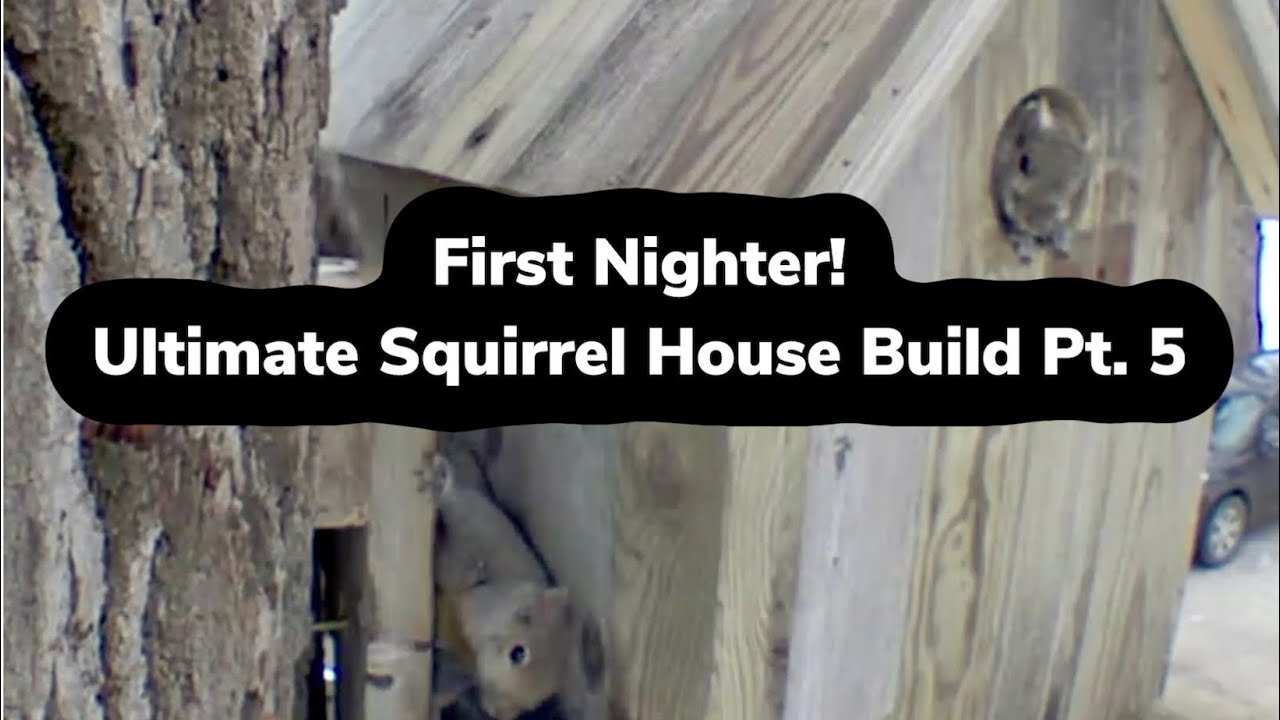 (Первая ночь!) Обновление проекта по постройке идеального домика для белки | My Backyard Friends