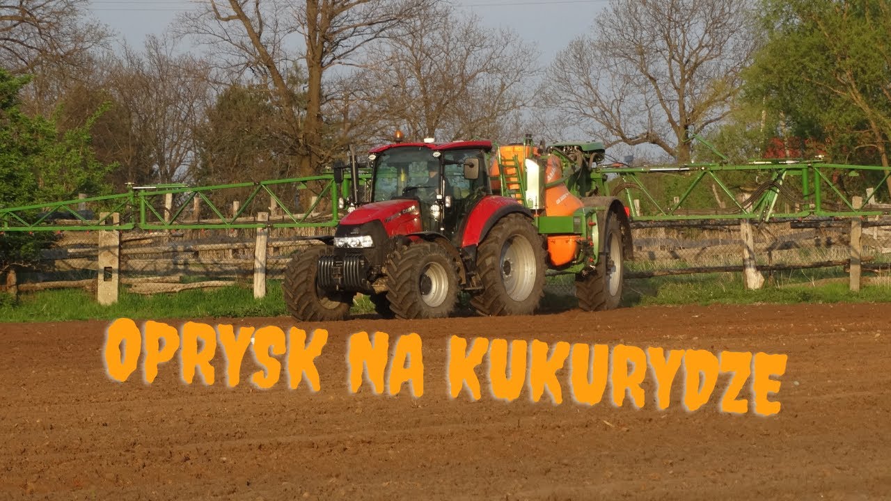 ⛔Opryski w zachodzie słońca ⛔Oprysk na kukurydze 🌽Case 115u Amazone UX 3200