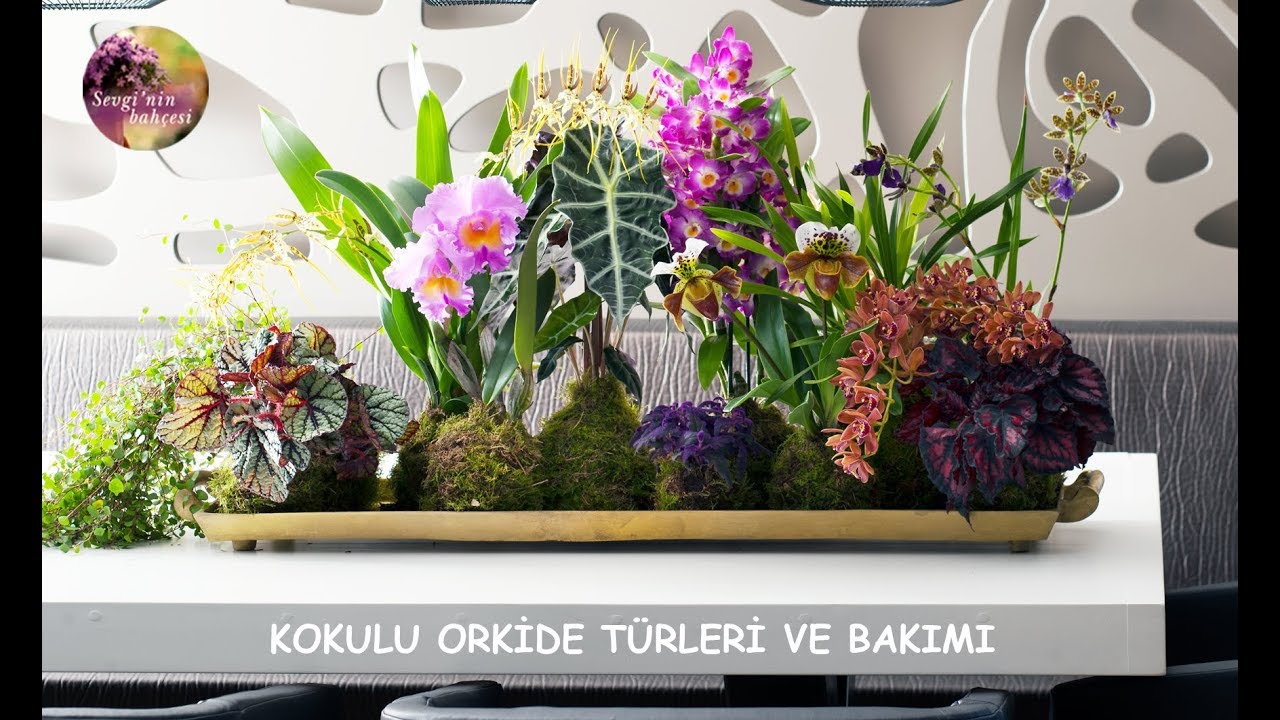 Kokulu Orkide Türleri ve Bakımı ?