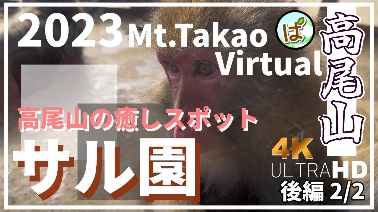 [4K]【東京都 高尾山3/3】サル園の猿が可愛過ぎた 4K60FPS 2023.12.9