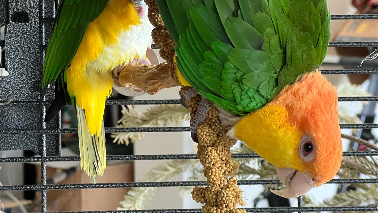 Young Caique Breeding | Age, Box? |#parrot_bliss #bird #caique
