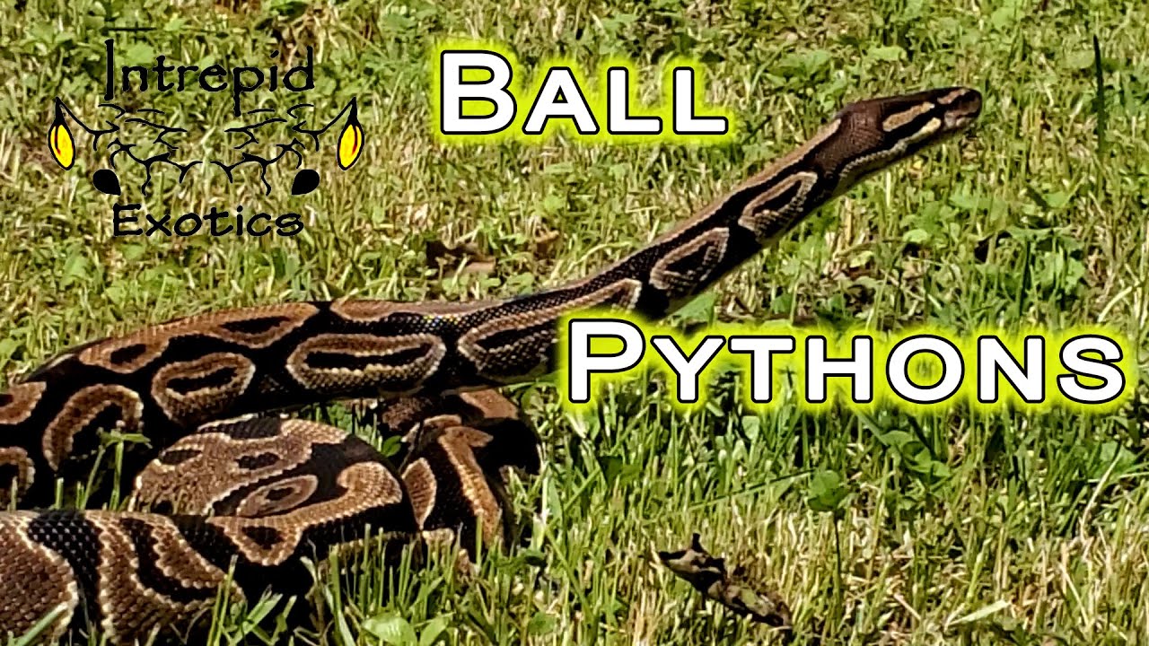 🐍 Ball Python Basics; tips for new keepers.