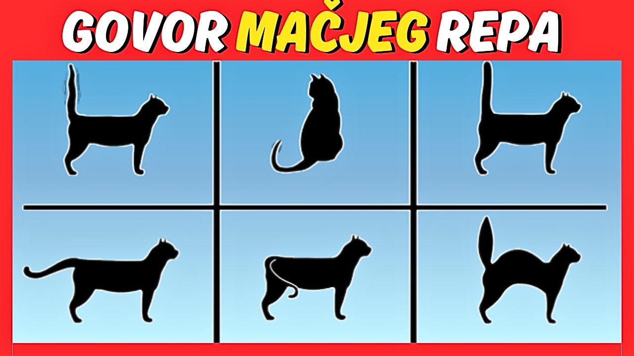 Tajni GOVOR Mačjeg Repa! Šta pokušava da ti kaže?