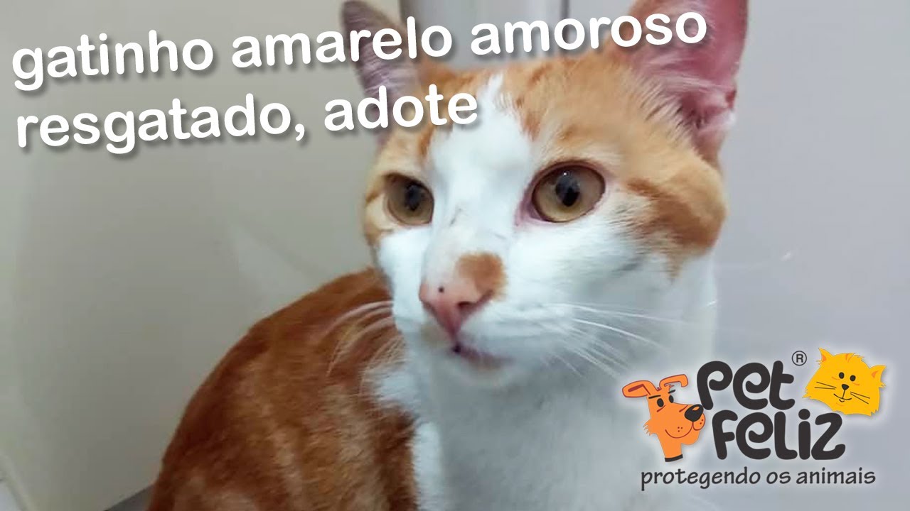 Mais um resgate, gato amarelo lindo, jovem, amoroso em apuros. Adote, ajude.